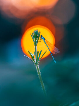 Blue damselfly resting on plant stem at sunset, beautiful dramatic macro photo with orange sun spotlight bokeh, teal background, shallow depth of field, and soft light