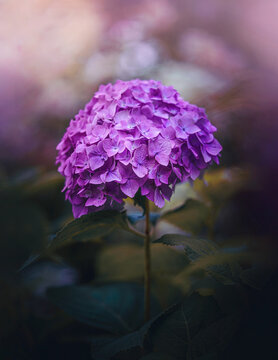Purple hydrangea (Hydrangea macrophylla) flower head, beautiful moody macro photo with dark teal background, shallow depth of field, and soft bokeh