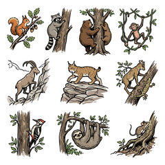 Fototapeta premium Diverse animals in nature: squirrel, raccoon, bear, monkey, goat, lynx, chameleon, bird, sloth, mouse.