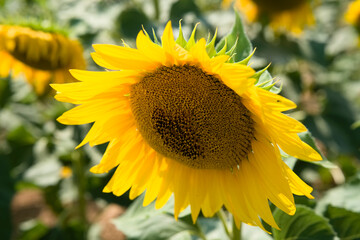 Fototapeta premium Close-up of vibrant yellow sunflower in full bloom with blurred garden background