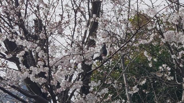 Small bird perched among delicate white cherry blossoms on a spring day in a Japanese garden setting.