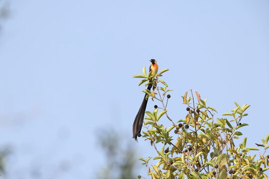 The exclamatory paradise whydah or Uelle paradise whydah (Vidua interjecta) is a species of bird in the family Viduidae. This photo was taken in Mole National Park, Ghana.