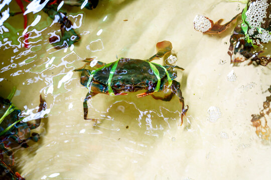 Live mud crab with claws tied by green string submerged in shallow water tank. Fresh seafood at a local market or restaurant, ready for preparation. High angle view of aquatic crustacean.