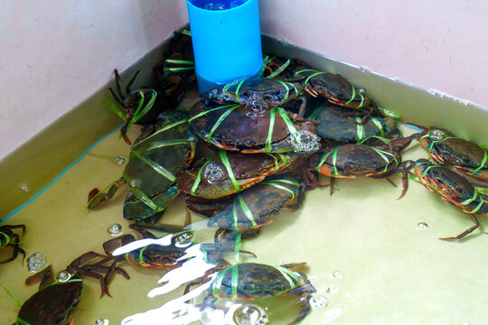Live mud crabs tied with green plastic ribbons in a shallow water tank at a fresh seafood market. Crabs for sale in a restaurant container with water circulation and bubbles. High angle view.