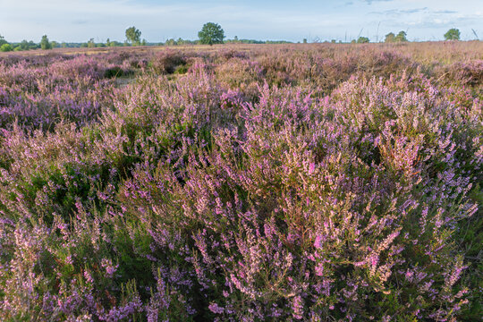 Expansive heathland filled with dense pink and purple common heather in bloom beneath a soft blue summer sky.