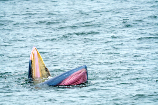 Bryde whale lunge feeding in the ocean, showing baleen plates and pink mouth. Rare aquatic wildlife moment in the Gulf of Thailand. Professional nature photography of a marine mammal surfacing.