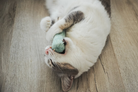 Gray and white domestic cat biting and holding a soft toy during indoor playtime. Energetic pet behavior captured in a cozy home environment.