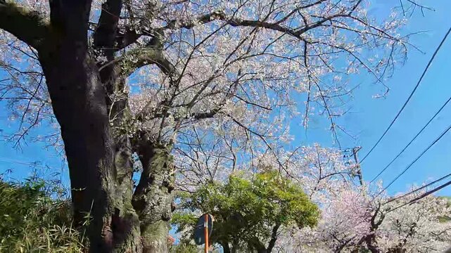 Beautiful pink cherry blossoms blooming on dark tree branches against a clear blue sky during springtime.