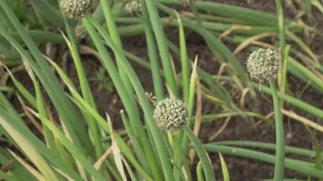 Altai onion (Allium altaicum) displays round seed heads and tubular green leaves in daylight. Suitable for agricultural, botanical, and culinary visuals.