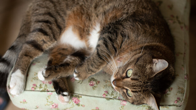 A relaxed tabby cat lies on a floral-patterned cushion. The cat has brown and black stripes with a white belly, showcasing its calm demeanor.