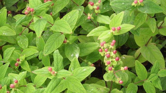 Tutsan (Hypericum androsaemum) displays reddish-pink berries and dense green foliage in soft natural daylight. Suitable for botanical and educational content.