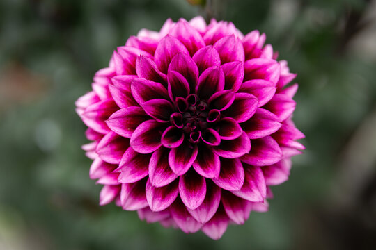Close Up of Dahlia Davina Michelle Flower