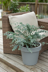 Fototapeta premium Eucalyptus Azura in a Gray Pot on Outdoor Patio