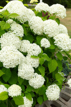 White Hydrangea Annabelle flowers