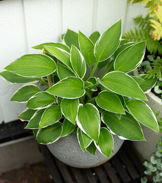 Potted Hosta Francee with Variegated Green and White Leaves