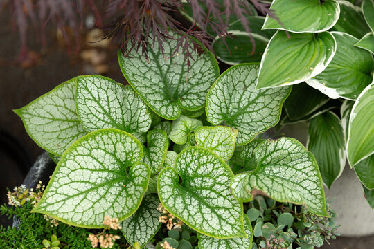 Brunnera macrophylla Jack Frost with Silver Variegated Leaves
