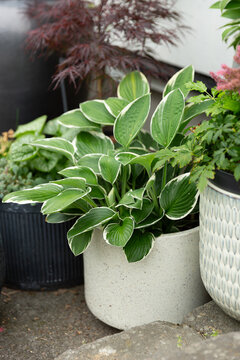 Potted Hosta Francee with Variegated Green and White Leaves
