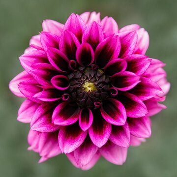 Close Up of Dahlia Davina Michelle Flower