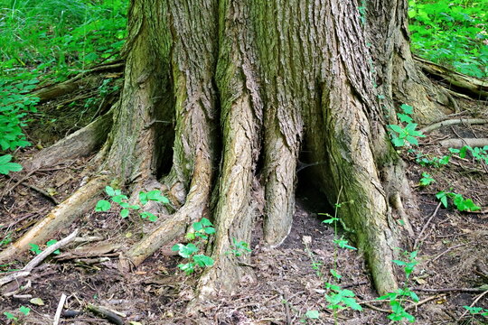 roots of large trees growing by the river in the Cybina valley