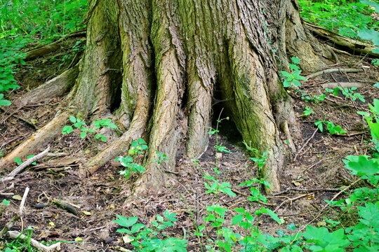roots of large trees growing by the river in the Cybina valley