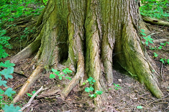 roots of large trees growing by the river in the Cybina valley