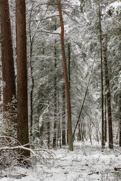 Tall conifer trunks rising through a dense snow-covered woodland, creating a quiet and atmospheric vertical winter landscape.