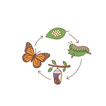 Educational illustration of a butterfly life cycle for use in a science education labrotary or school classroom setting