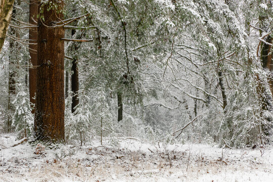 Dense woodland covered in fresh snow, with towering tree trunks and snow-laden evergreen branches creating a peaceful winter landscape.
