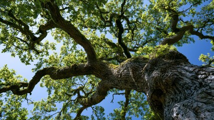 Obraz premium large green tree against a blue sky background