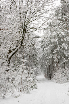 Narrow snow-covered path leading through a dense winter forest beneath an arch of snow-laden deciduous and evergreen branches.
