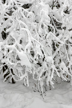 Snow-covered branches create a natural abstract pattern in a quiet winter forest. Thick layers of fresh snow highlight the intricate shapes of the branches, capturing the beauty and tranquility of the