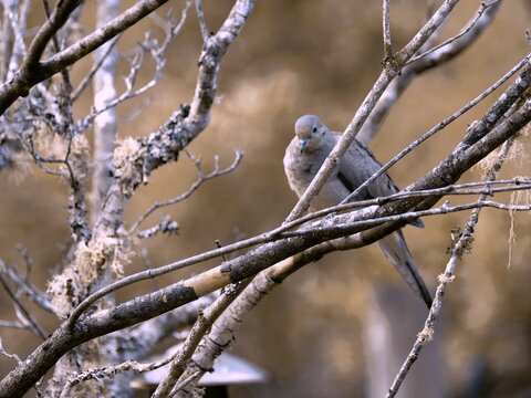 Mourning Dove perched in a tree outside or backdoor. 