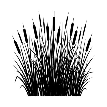 A dense cluster of cattail plants and tall grass rendered in a black silhouette, isolated on a white background, for projects