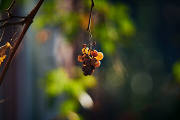 Close-up of a small bunch of withered grapes hanging from a vine branch © Radu Bighian