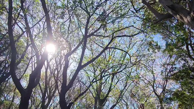Bright sunlight filters through the high canopy of a lush forest during a clear spring morning.