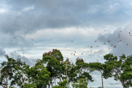 Scarlet ibis flying back home to their sleeping place, Revoada dos guaras on the Delta of the Parnaiba River in Brazil