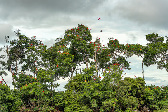 Scarlet ibis flying back home to their sleeping place, Revoada dos guaras on the Delta of the Parnaiba River in Brazil