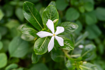 Naklejka premium White Madagascar periwinkle flower blooming on green foliage