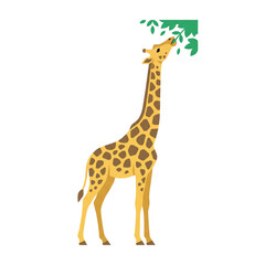 Fototapeta premium Stylized illustration of a giraffe reaching for green leaves, isolated on white.