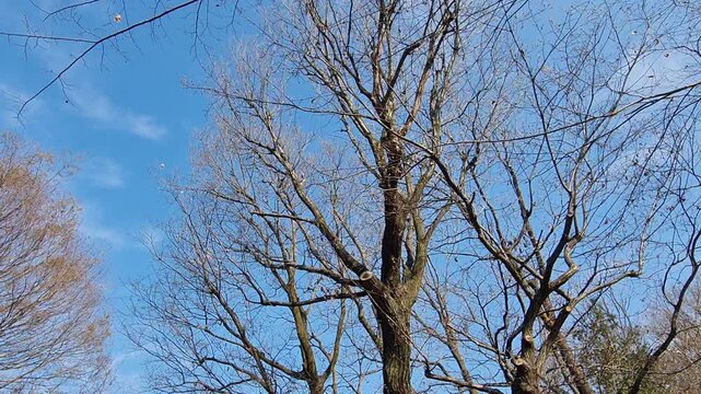 Bare tree branches reaching towards a vibrant clear blue sky in a winter landscape setting.