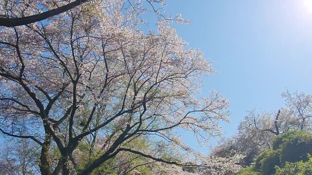 Cherry blossom trees in full bloom with pink flowers under a clear blue sky during a sunny spring day in a park.