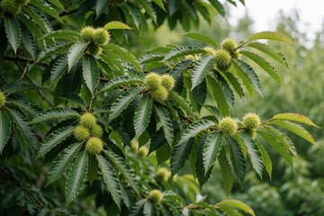 Naklejka premium Green unripe spiky fruits of American chestnut tree hang on branches with serrated leaves. Fresh nuts grow in forest garden during summer season. Close up view shows organic plant growth in nature