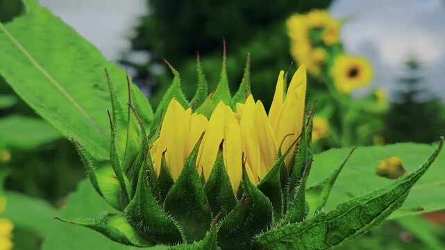 A close-up view of a sunflower bud beginning to bloom with bright yellow petals emerging in a lush green field.