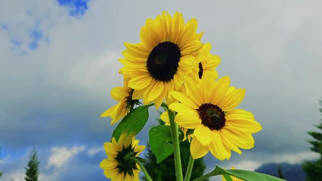 Vibrant yellow sunflowers blooming against a cloudy sky and lush green trees in a sunny garden field.