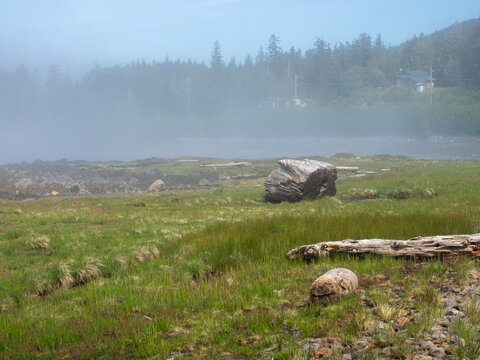 Misty coastal meadow with driftwood logs and foggy shoreline in Totem Bight State Historical Park, Ketchikan, Alaska