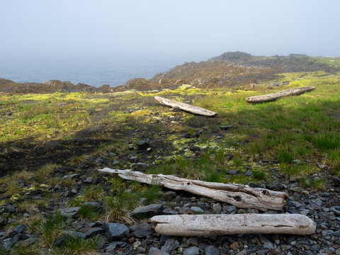 Driftwood on foggy rocky shoreline with mossy grass and ocean in the background - in Totem Bight State Historical Park, Ketchikan, Alaska