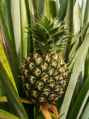 Obraz premium Fresh Green Pineapple Growing on Plantation Field Under Blue Sky,A vibrant close-up shot of a young green pineapple growing organically on a lush tropical plantation field, surrounded by spiky leaves 