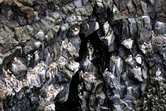 Seagulls Nesting on Rugged Volcanic Basalt Cliffs
