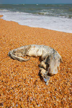 Dead fish or marine animal carcass washed ashore on a shell beach by the sea.