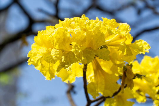 Vibrant yellow Handroanthus chrysanthus tabebuia chrysantha golden trumpet tree flowers blooming in close up macro shot under bright blue sky